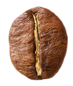 robusta